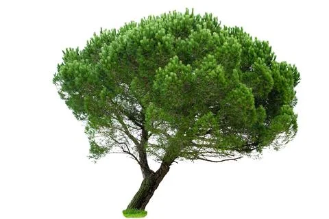 Wide Crowned Pine Tree with Dense Green Foliage Stock Photos