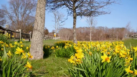 Wide of Daffodils Patch During the Daffodil Festival, Sconset, Nantucket Stock Footage 87725685