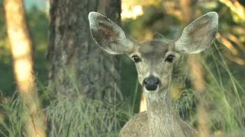 Wide deer looking around in forest, Arkansas, USA Stock Footage 60690708
