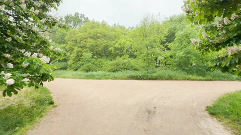 A Wide Dirt Path Intersects Between Blooming Horse Chestnut Trees in a Park Stock Footage 335315863