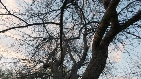 Wide up to down tilt shot of bare winding apple tree branches with blooming buds Stock-Footage 191995556