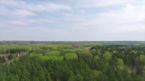 Wide drone advancing above dense forest canopy, Poland Видео 339170462
