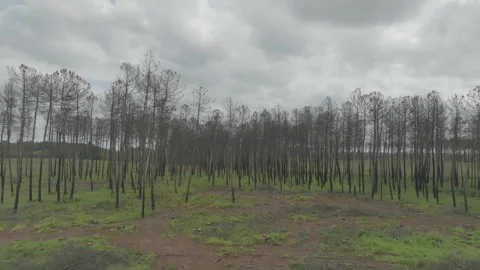 Wide drone advancing toward bare tree forest, France Stock Footage 333107759