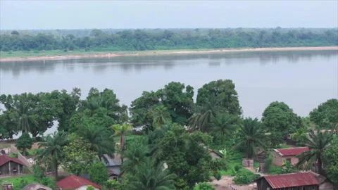 Wide drone advancing toward riverside trees, Betou, Congo Stock Footage 331999062