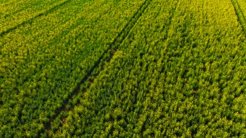 Wide drone angle over canola farmland with visible tractor paths dividing dense Stock Footage 339344333