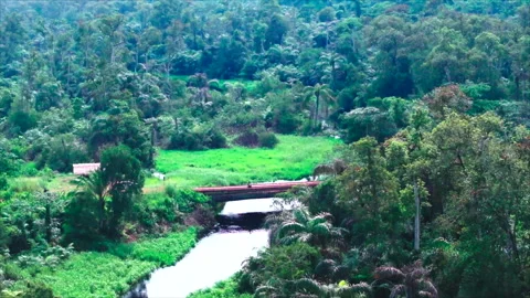 Wide drone approaching bridge over river surrounded by forest, Congo Stock Footage 331999389