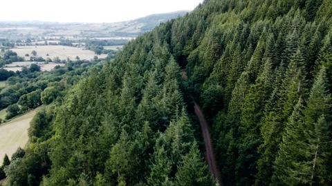 A wide drone shot of a Sitka spruce or Douglas fir forrest. Shot in Wales UK Stock Footage 328656460