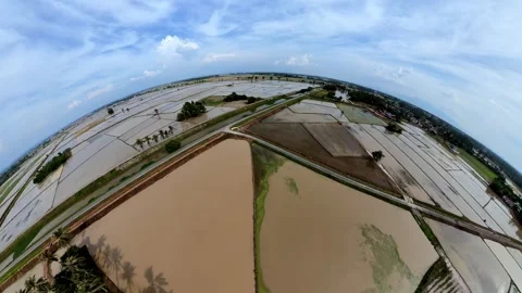 Wide drone view of flooded rice fields Vidéo 345393872