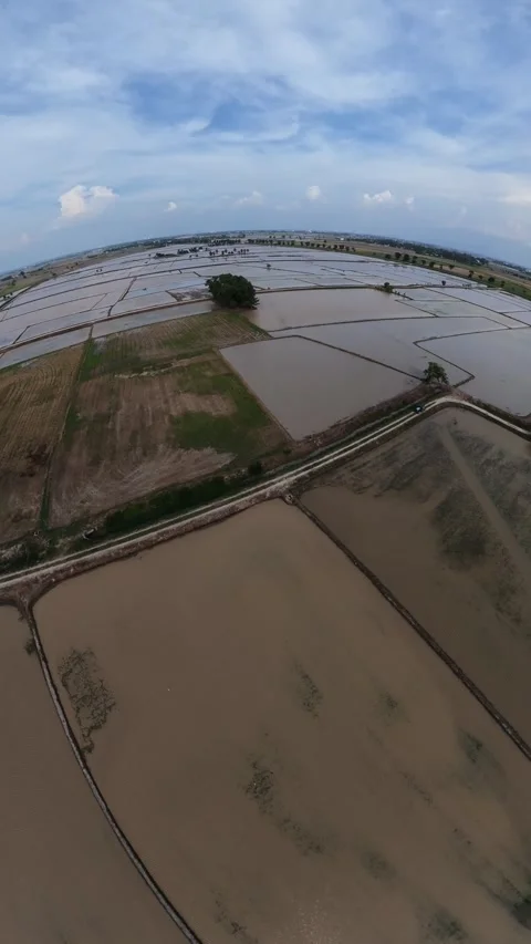 Wide drone view of flooded rice paddies Stock Footage 345408563
