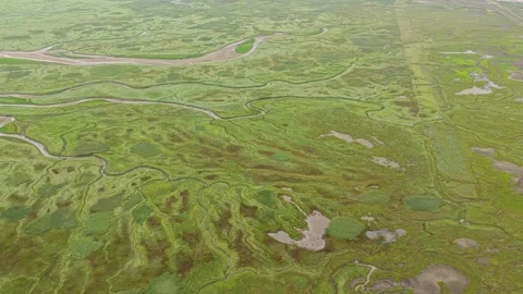 Wide drone view of Saeftinghe tidal flats and gullies in Zeeland reserve Stock Footage 315979633