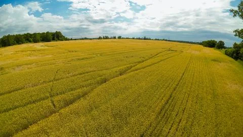 Wide drone view of a vast rolling golden yellow winter wheat field Stock Photos