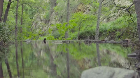 Wide of a duck sitting on river fall edge Video stock 62314165