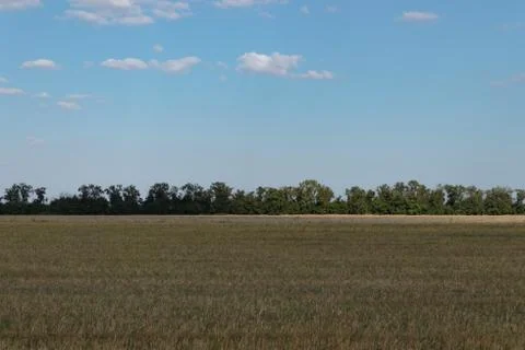 A wide empty yellow field with green tall trees in the distance and a blue sk Stock Photos