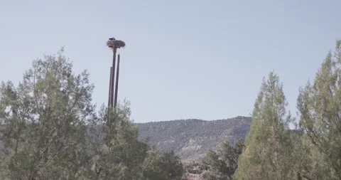 Wide establishing shot of all three bald eagles in nest in full morning sun Stock Footage 336220290