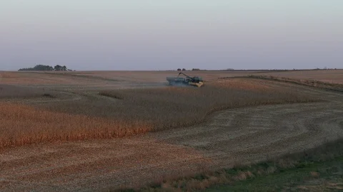 Wide of evening corn harvest  in rolling hills of Iowa, 4K. Stock Footage 101614756