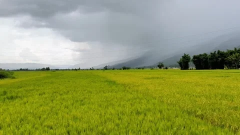 Wide expanse of rice fields 스톡 동영상 302778398