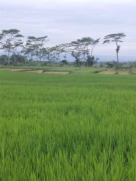 Wide expanse of rice fields Foto stock