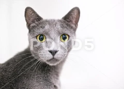 A wide-eyed gray domestic shorthair cat with large yellow eyes and dilated pu Stock Photos