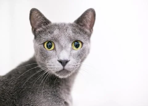 A wide-eyed gray domestic shorthair cat with large yellow eyes and dilated pu Stock Photos