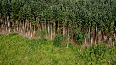 A wide face on drone shot of a Sitka spruce or Douglas fir forrest. Shot in Stock Footage 328654899