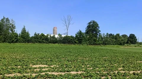 Wide Farm Field with Distant Silo and Trees Stock Footage 312237965