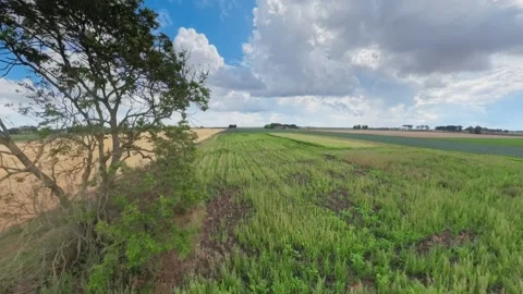 Wide field of green crops under clouds Vidéo 342954084