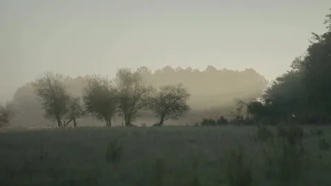 Wide field next to forest at dawn fog Stock Footage 345717565