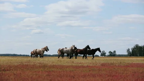 Wide Field. Open Space Meadows. Small Herd of Horses Walking Slowly on Grass Stock Footage 164634555