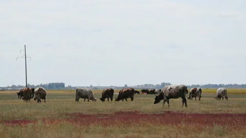 Wide Field. Open Space Meadows. Herd of Cows Grazing in the Pasture. Village Stock Footage 164634615