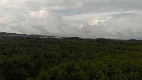 Wide field of palm trees Stock Footage 108258055