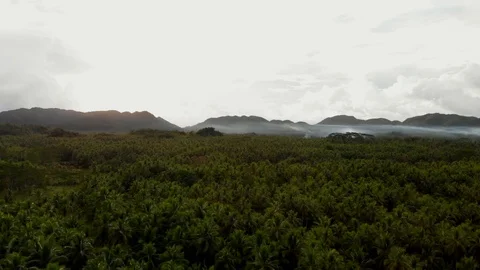 Wide field of palm trees Stock Footage 108258216