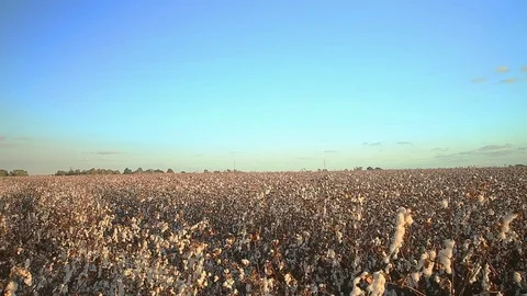 Wide field of ripe cotton under sunset sky Stock Footage 80935010