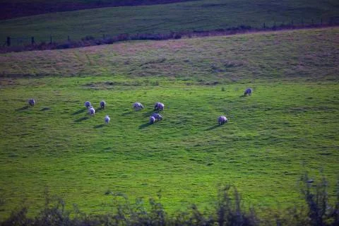 Wide field sheep  Stock Photos