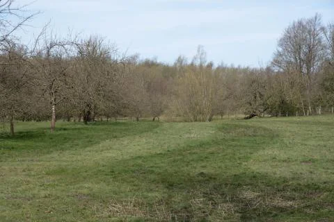 Wide field on which fruit trees grow Stock Photos