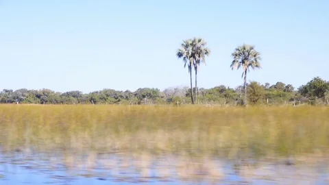 Wide flood plain with palms and distant tree line whizzing past Video stock 81565086