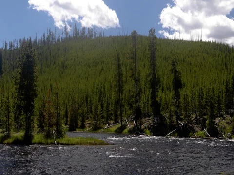 Wide flowing river against pine tree backdrop 4k 24fps Vídeo Stock 78886725