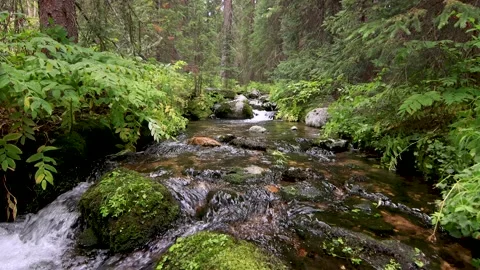 Wide Foreground Shot of Clear Mountain River Flowing Through Dense Evergreen For Stock Footage 164127805