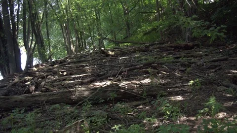 Wide of Forest Debris on Wallkill River Bank, New Paltz, NY Video stock 84076948