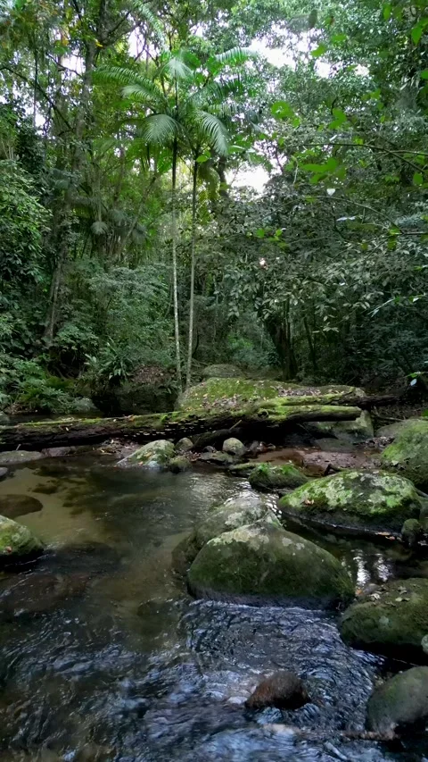 Wide Forest River Flowing Over Flat Rocks with Tree Ferns in Atlantic Forest Vídeos de archivo 334617517