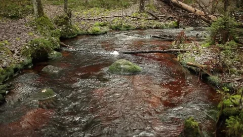 Wide forest stream Stock Footage 85915205