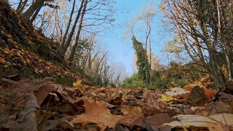 Wide forest trail covered with brown foliage among bare trees in early spring or Stock Footage 324961955