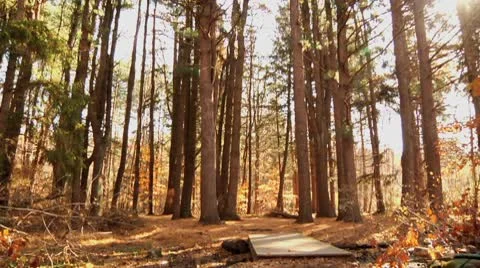 Wide Forest tree tilt with sunflare Stock Footage 8983684