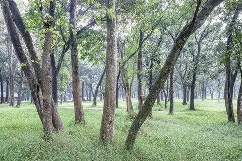 Wide Forest View with Evenly Spaced Trees and Narrow Footpath Stock Photos