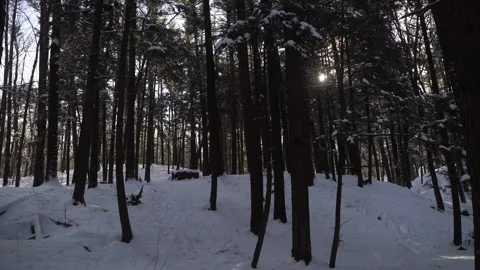 Wide on a forest in winter Stock Footage 149896134