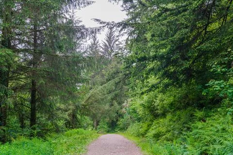 Wide forestry track through open woodland in Cornwall Foto stock