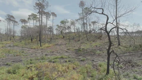 Wide forward drone of largely deforested forest area, France Stock Footage 333107765