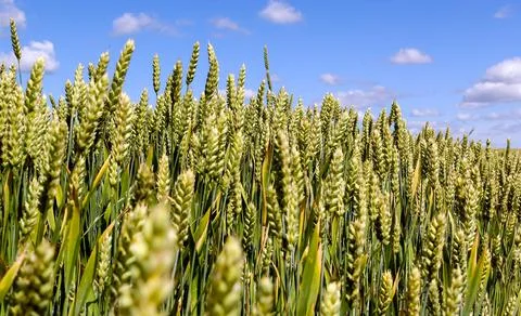 Wide frame isolated closeup of Triticale, a crop hybrid of wheat and rye. Sho Stock Photos