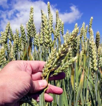 Wide frame isolated closeup of Triticale, a crop hybrid of wheat and rye. Sho Stock Photos