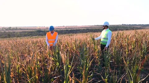 Wide framework with two farmers disappointed by the 2020 drought Stock Footage 140043311