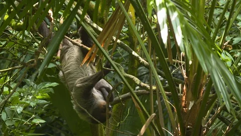 Wide front view of a sloth on a vine Stock Footage 112354964